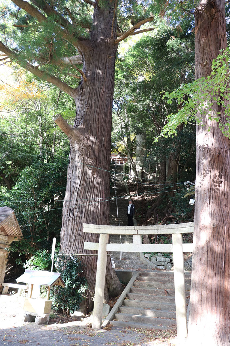 巨木に囲まれた石段を登って大國魂神社へと向かう